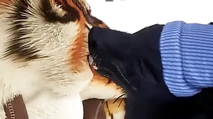 Wolf gives tiger an early christmas existing - wildlife